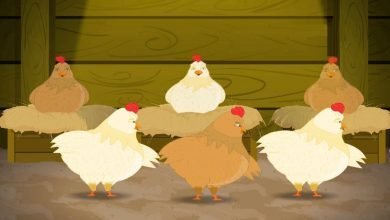 قصة الدجاج البدين
