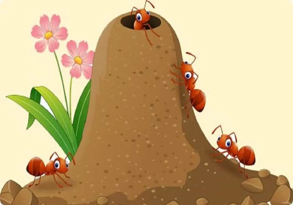 قصة تعاون النملات الصغيرات