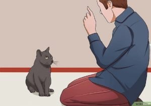 قصة في بيتنا قطة